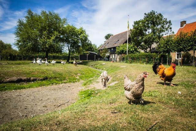 Vakantiewoning - Kon. Emmaweg 26 | Vrouwenpolder 'Uitspanning Oranjezon' Εξωτερικό φωτογραφία